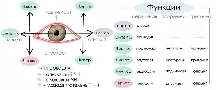 Как работают мышцы глаз