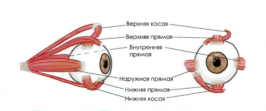 Глазодвигательные мышцы